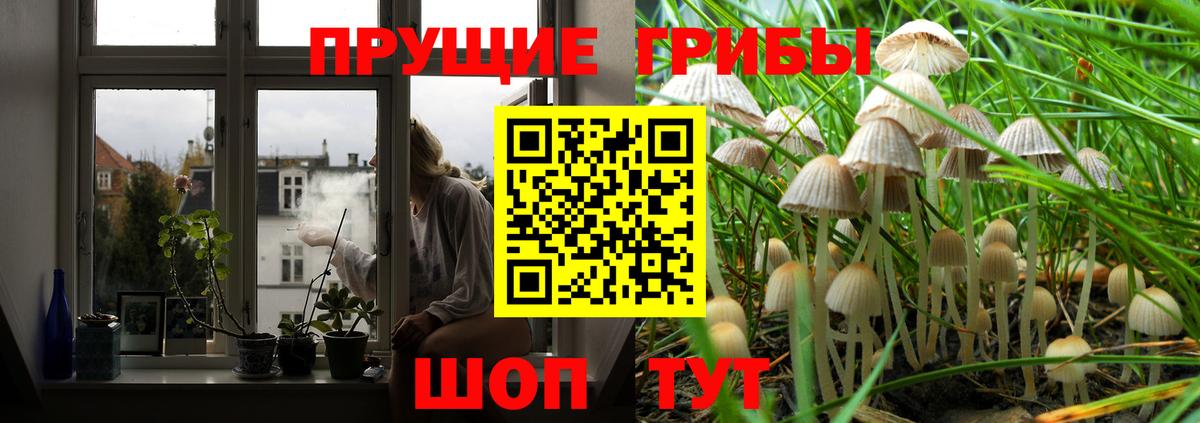 Кинель  Псилоцибиновые грибы Psilocybe  Вход с VPN 